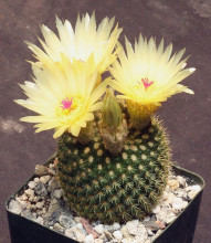 Notocactus werdermannianus