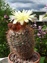 Notocactus veenianus