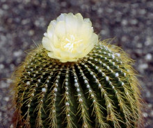 Eriocactus claviceps