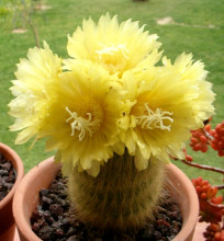 Eriocactus leninghausii