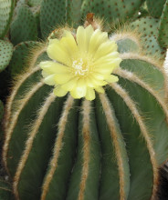 Eriocactus magnificus