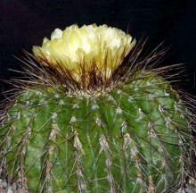 Eriocactus nigrispinus