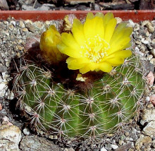 Notocactus linkii