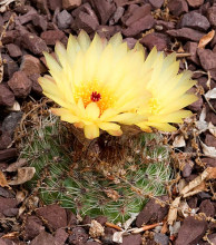 Notocactus tabularis