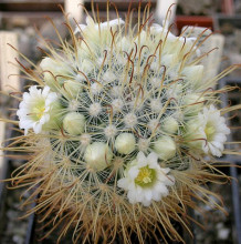 Mammillaria cowperae