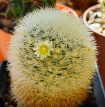 Mammillaria densispina