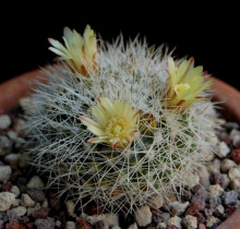 Mammillaria evermanniana