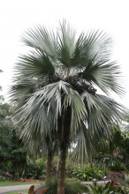 Latania loddigesii - Modrá palma 