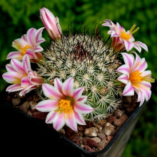 Mammillaria blossfeldiana