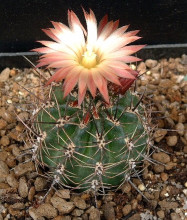 Pyrrhocactus andreanus