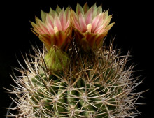 Pyrrhocactus froehlichianus