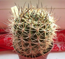 Pyrrhocactus andicola