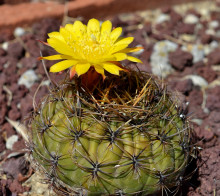 Matucana aureiflora