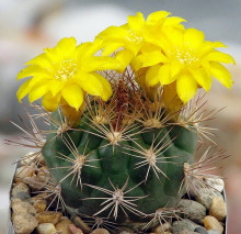 Weingartia pilcomayensis