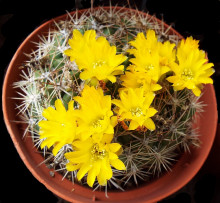 Weingartia platygona