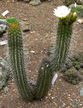 Trichocereus chiloensis