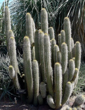 Trichocereus litoralis