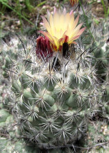 Coryphantha durangensis