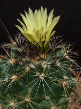 Coryphantha gladispina