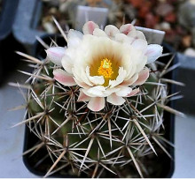 Coryphantha guerkeana