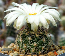 Coryphantha neglecta