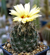 Coryphantha obscura SB 714