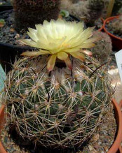 Coryphantha reduncuspina