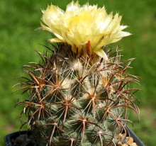 Coryphantha kracikii