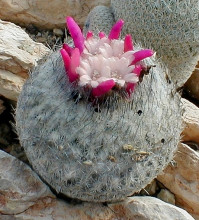 Epithelantha micromeris var. greggii