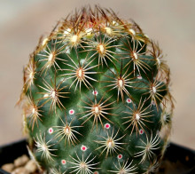 Coryphantha echinoidea