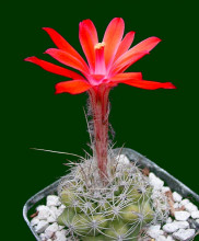 Matucana krahnii