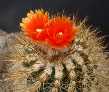 Parodia aureicentra