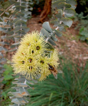 Eucalyptus kruseana