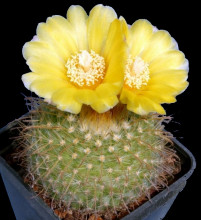 Parodia aureispina