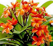 Plumeria Frangipani Coral Orange