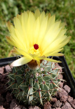 Parodia buiningii