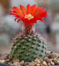 Parodia catamarcensis