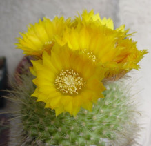 Parodia curvispina