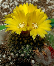 Parodia formosa (chaetocarpa)