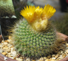 Parodia chrysacanthion