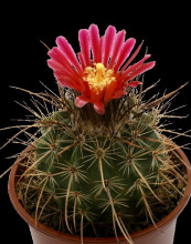 Parodia maassii