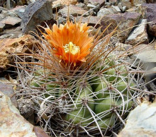 Parodia otaviana