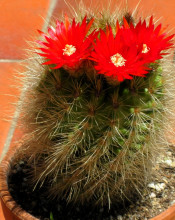 Parodia penicillata