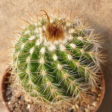 Parodia prestoensis