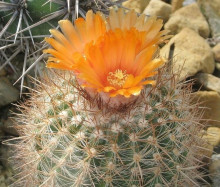 Parodia subtilihamata