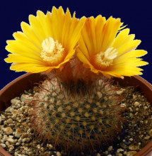 Parodia scopaoides