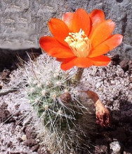 Rebutia albopectinata KK 852