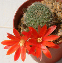 Rebutia gibbulosa KK 1563