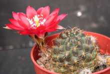 Rebutia pauciareolata FR 1121