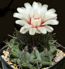 Gymnocalycium genseri